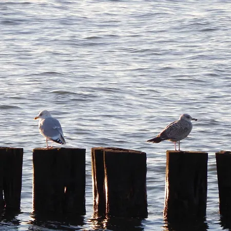 Haus Leuchtfeuer - Objekt 33839 Apartment